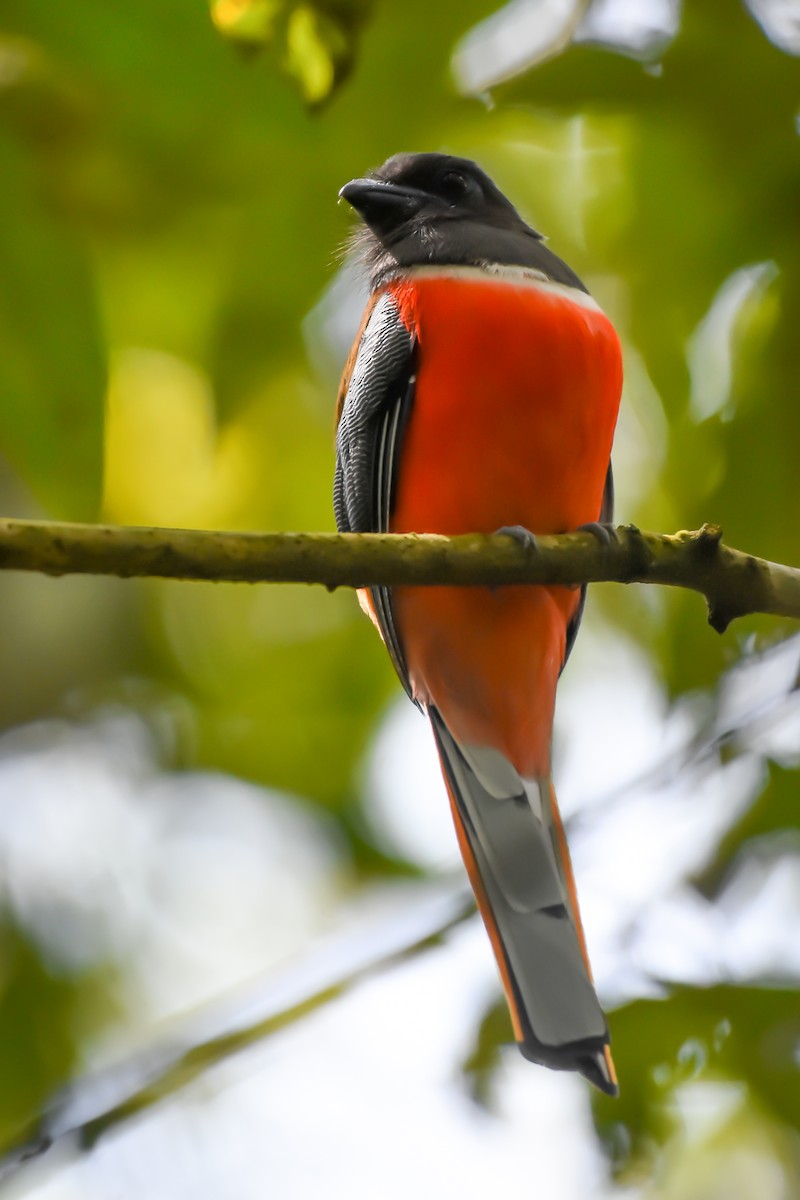 Malabar Trogon - ML477062851