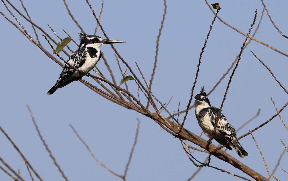 Pied Kingfisher - ML477062951