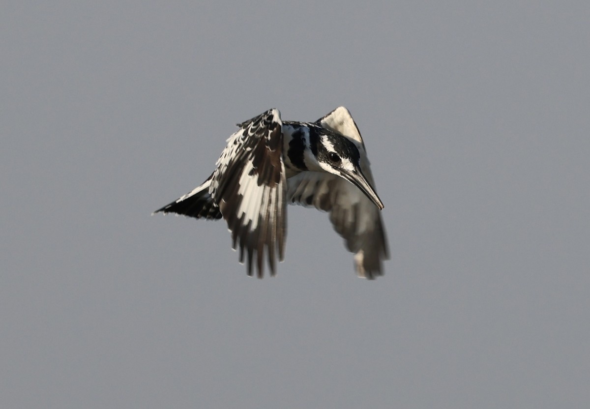 Pied Kingfisher - ML477062961