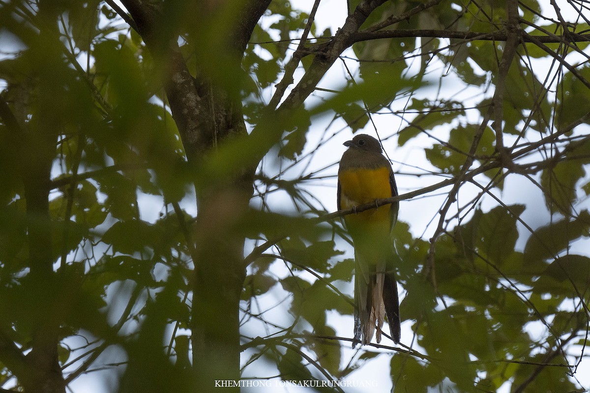 Trogon à poitrine jaune - ML477063141