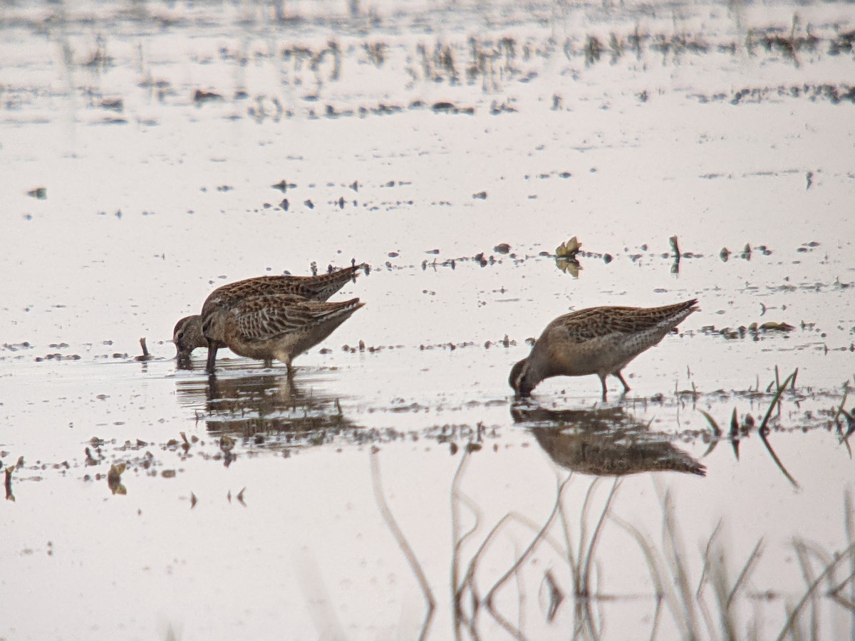 Short-billed Dowitcher - ML477063211