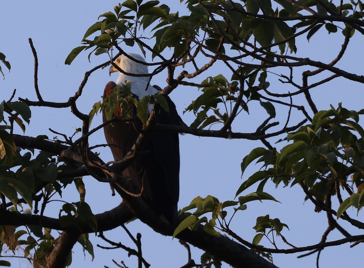 African Fish-Eagle - ML477063371