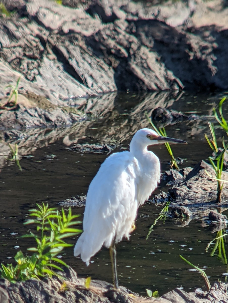 Snowy Egret - ML477063501