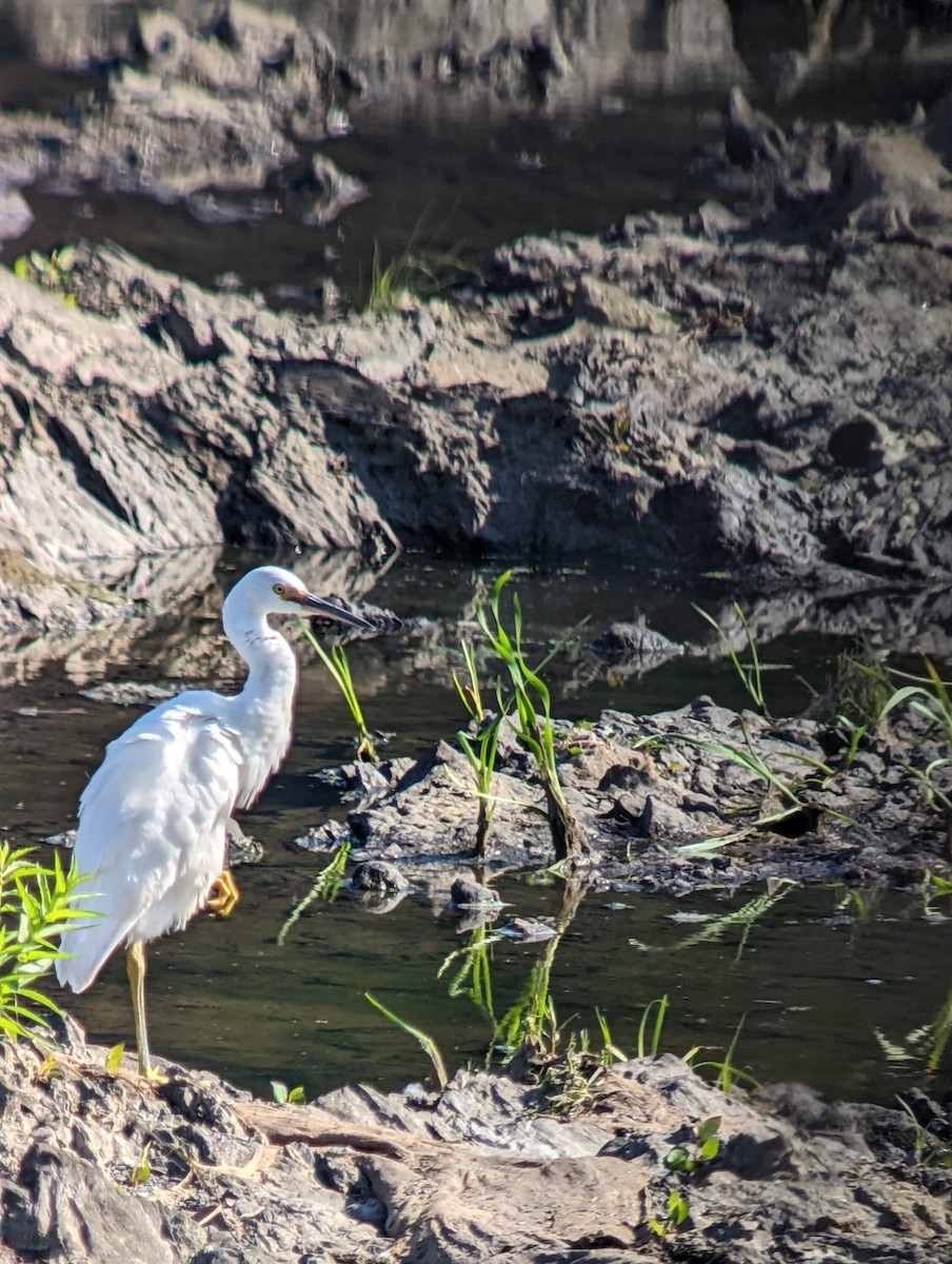 Snowy Egret - ML477063511