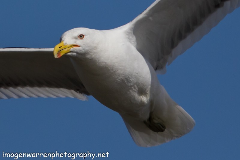 Kelp Gull - ML47706371