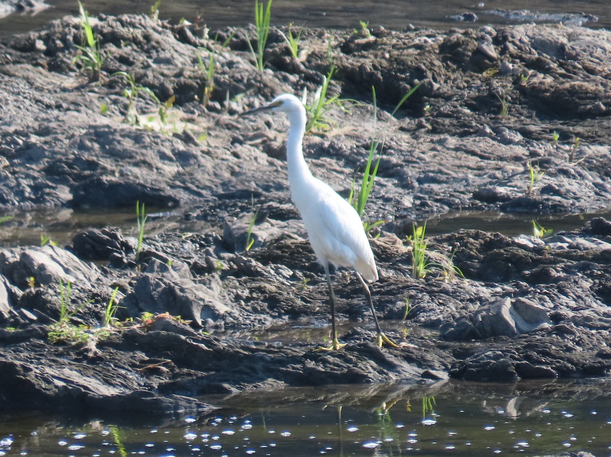 Snowy Egret - ML477063961