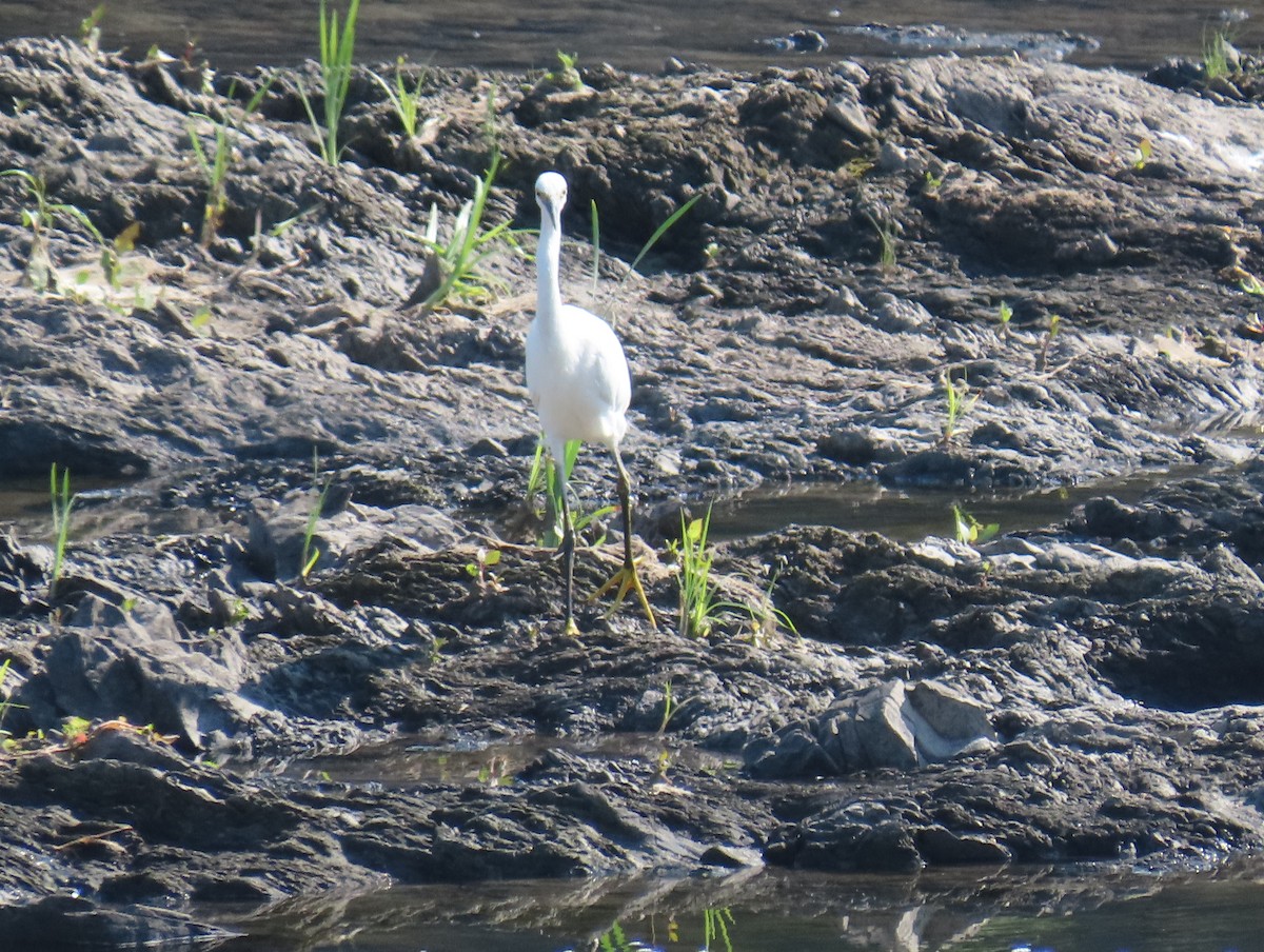 Snowy Egret - Rich White