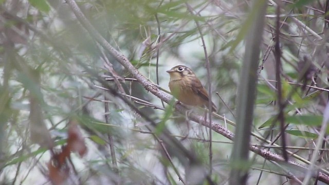 White-throated Spadebill - ML477064181