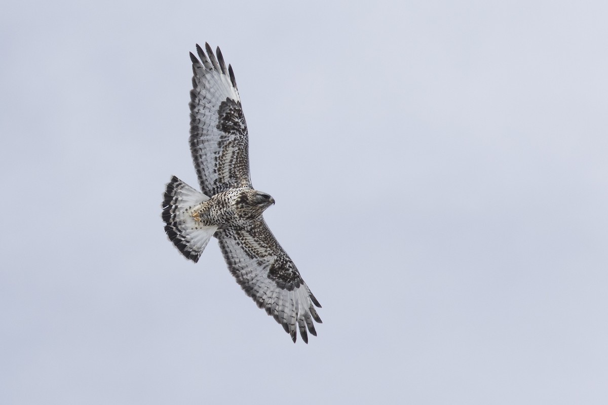Rough-legged Hawk - Bryce Robinson