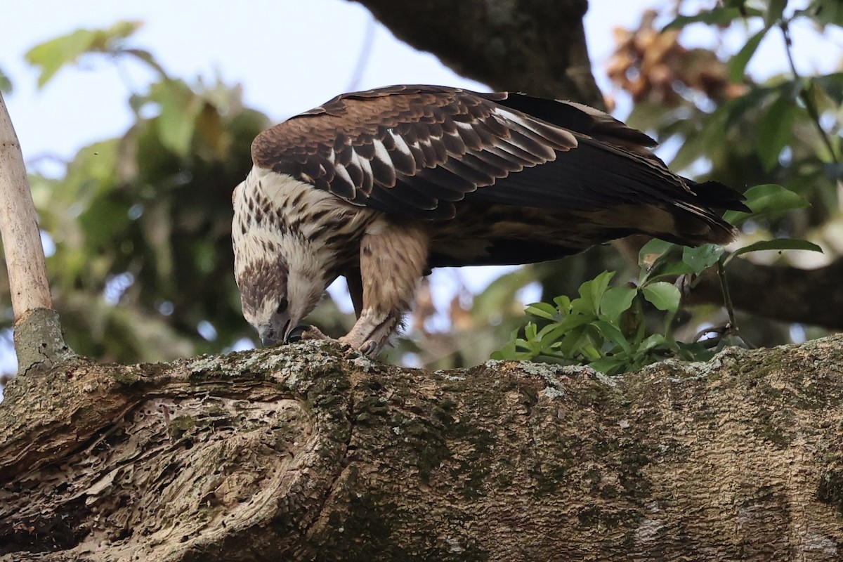 African Fish-Eagle - Ted Burkett