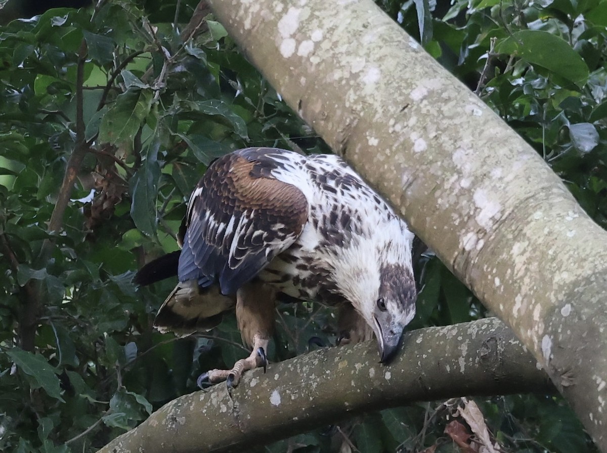 African Fish-Eagle - Ted Burkett