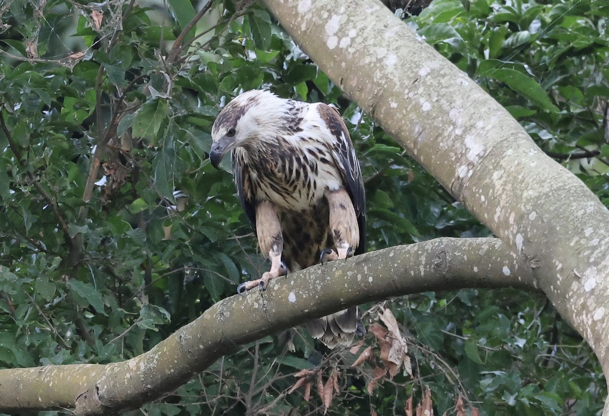 African Fish-Eagle - Ted Burkett