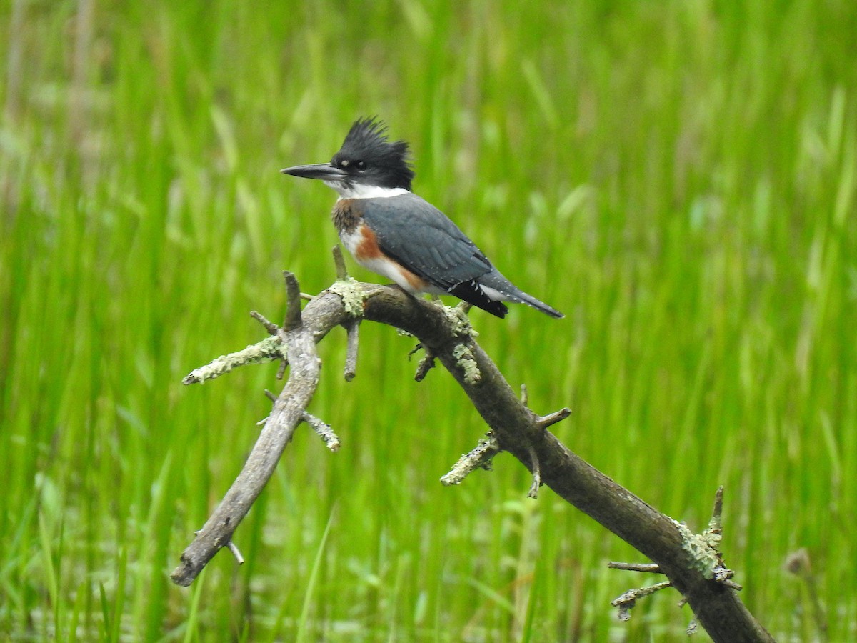 Belted Kingfisher - Mary McKitrick
