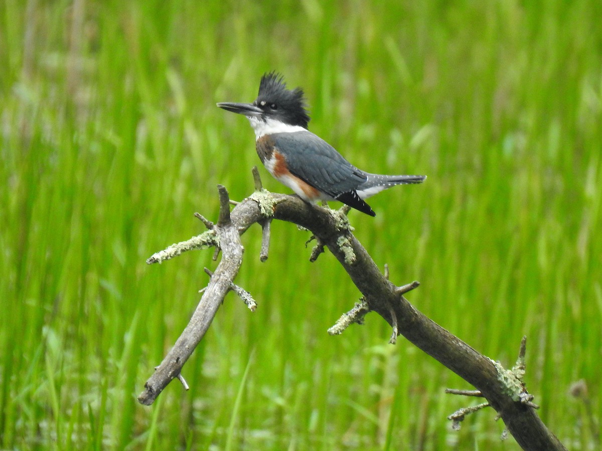 Belted Kingfisher - ML477066511