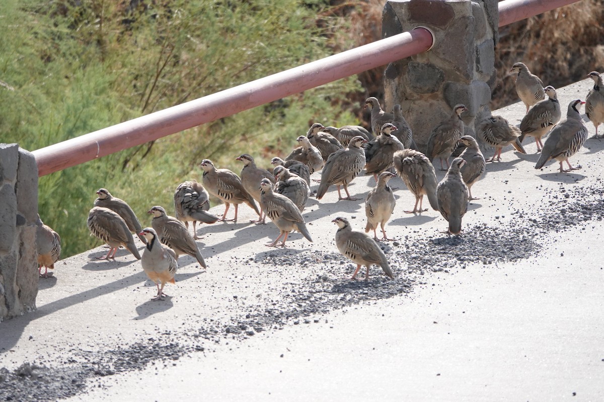 Chukar - ML477066581