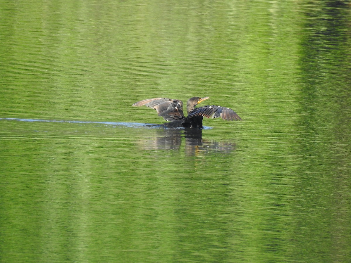 Double-crested Cormorant - ML477066771