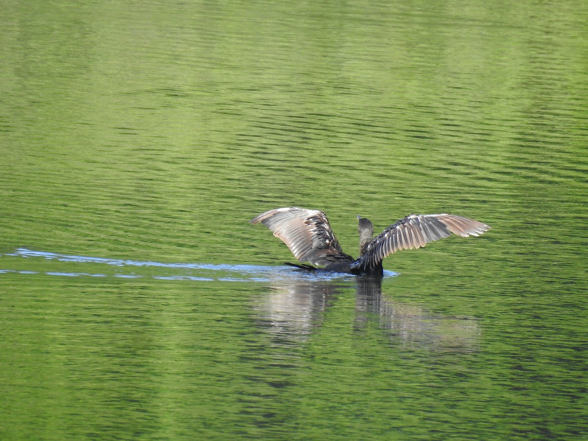 Double-crested Cormorant - ML477066821