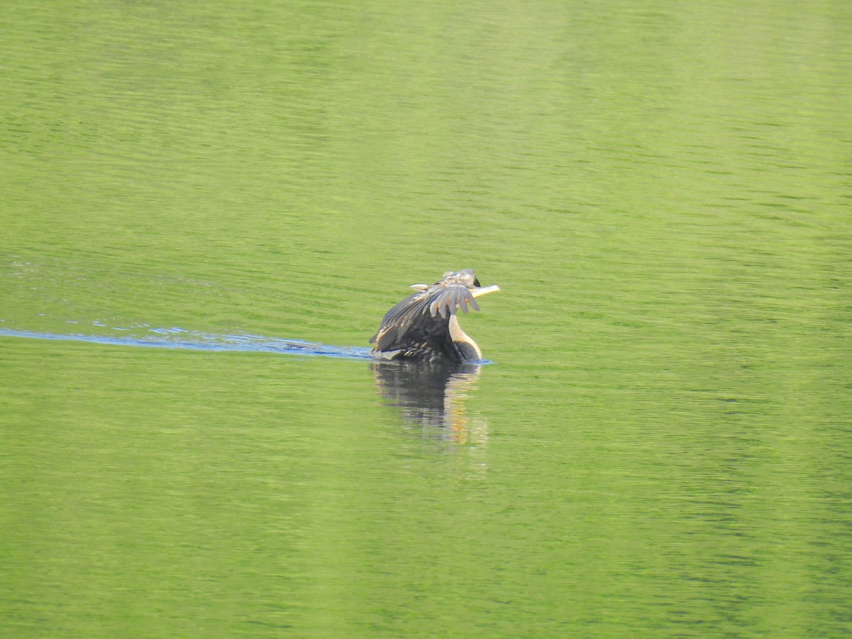 Double-crested Cormorant - ML477066951
