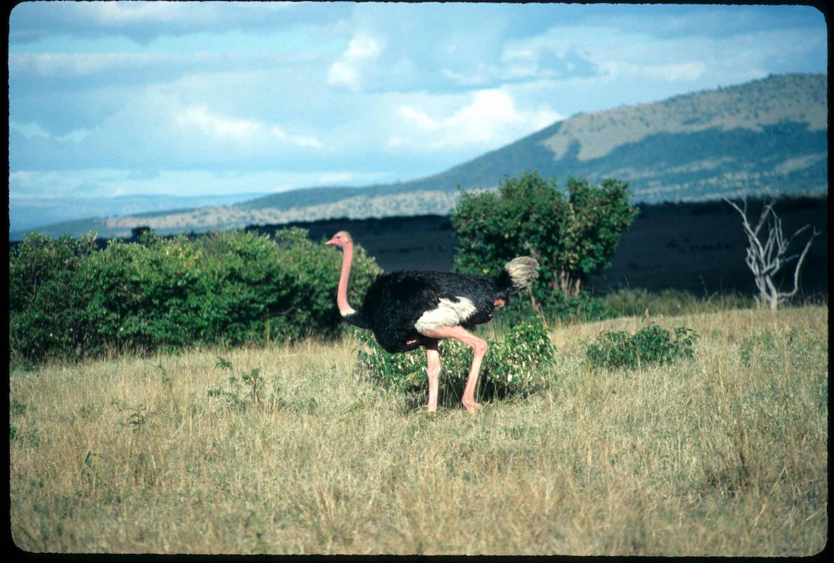 Common Ostrich - ML477067431