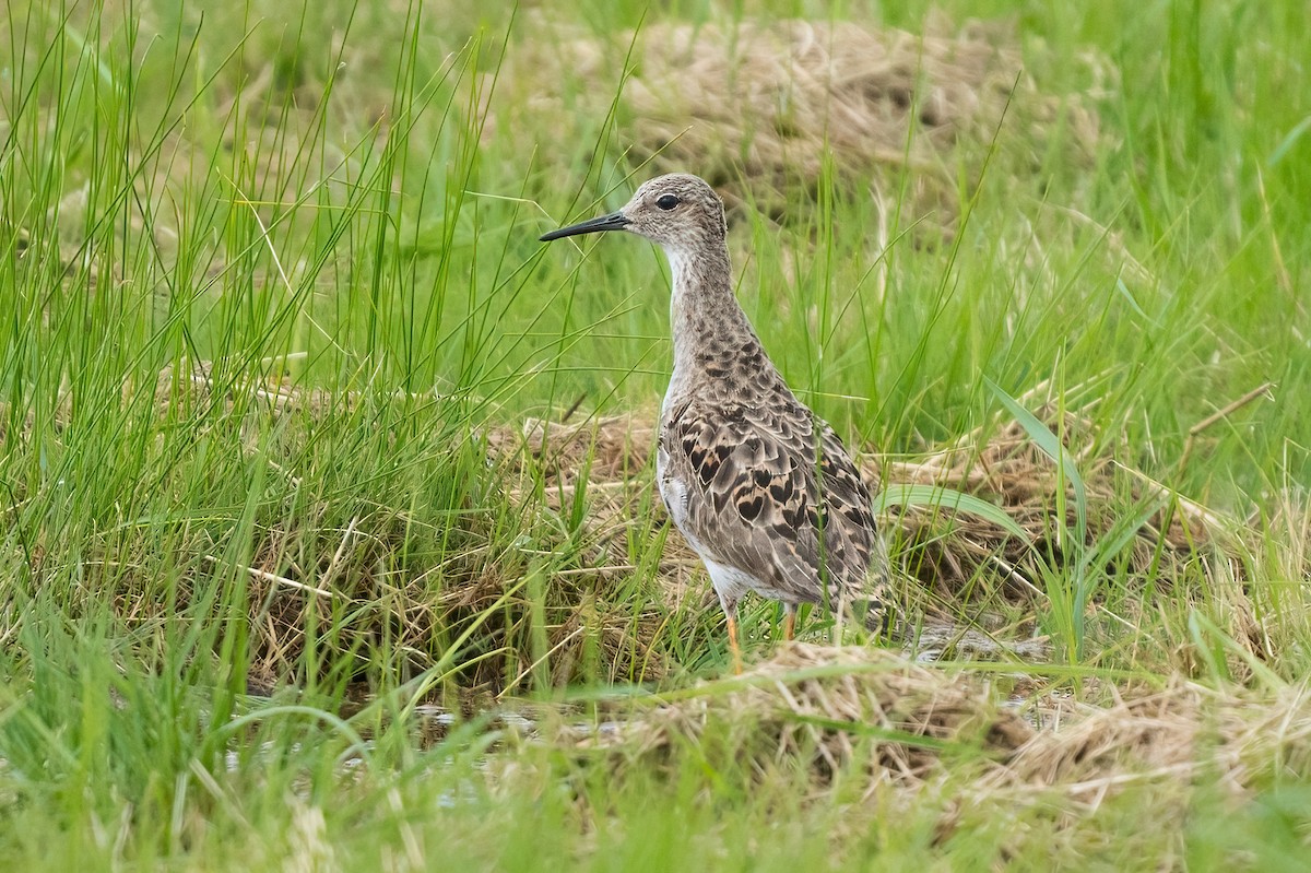 Ruff - Old Bird