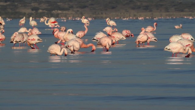 Lesser Flamingo - ML477068