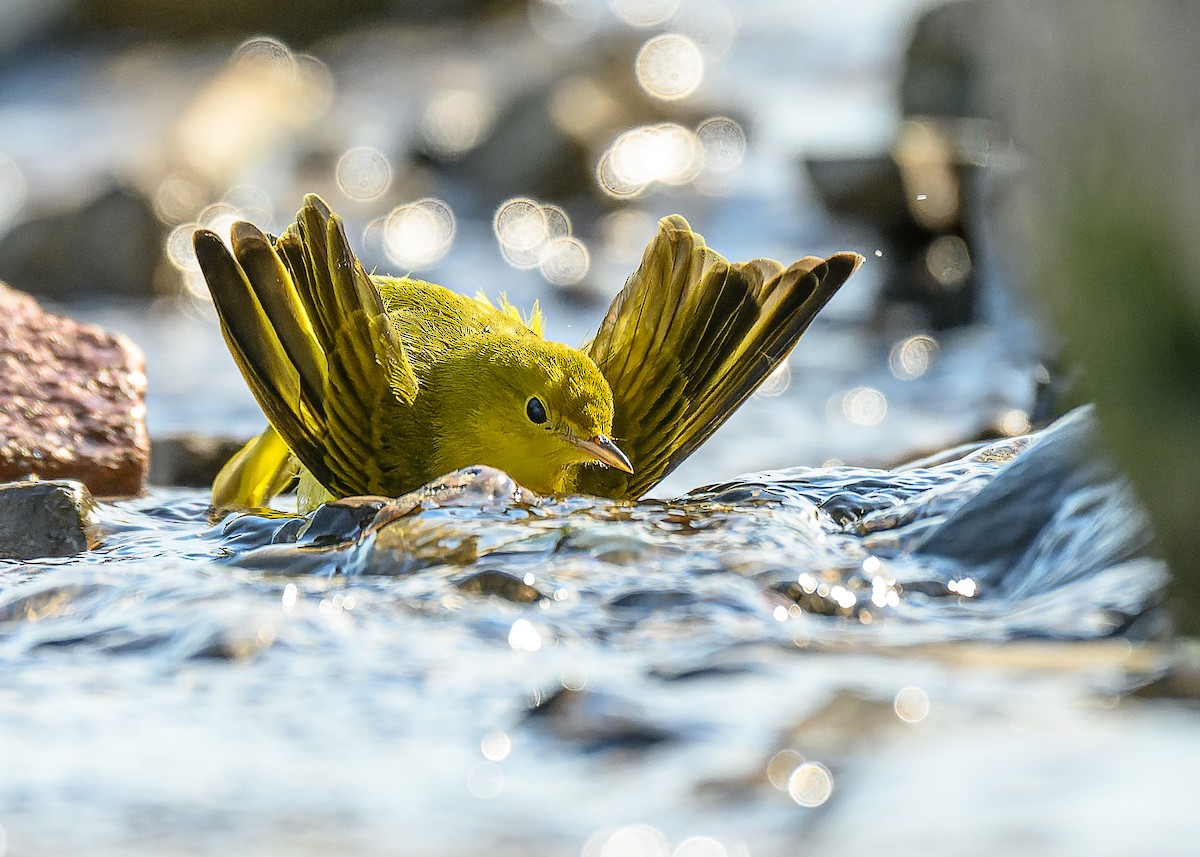 Yellow Warbler - Simon Villeneuve