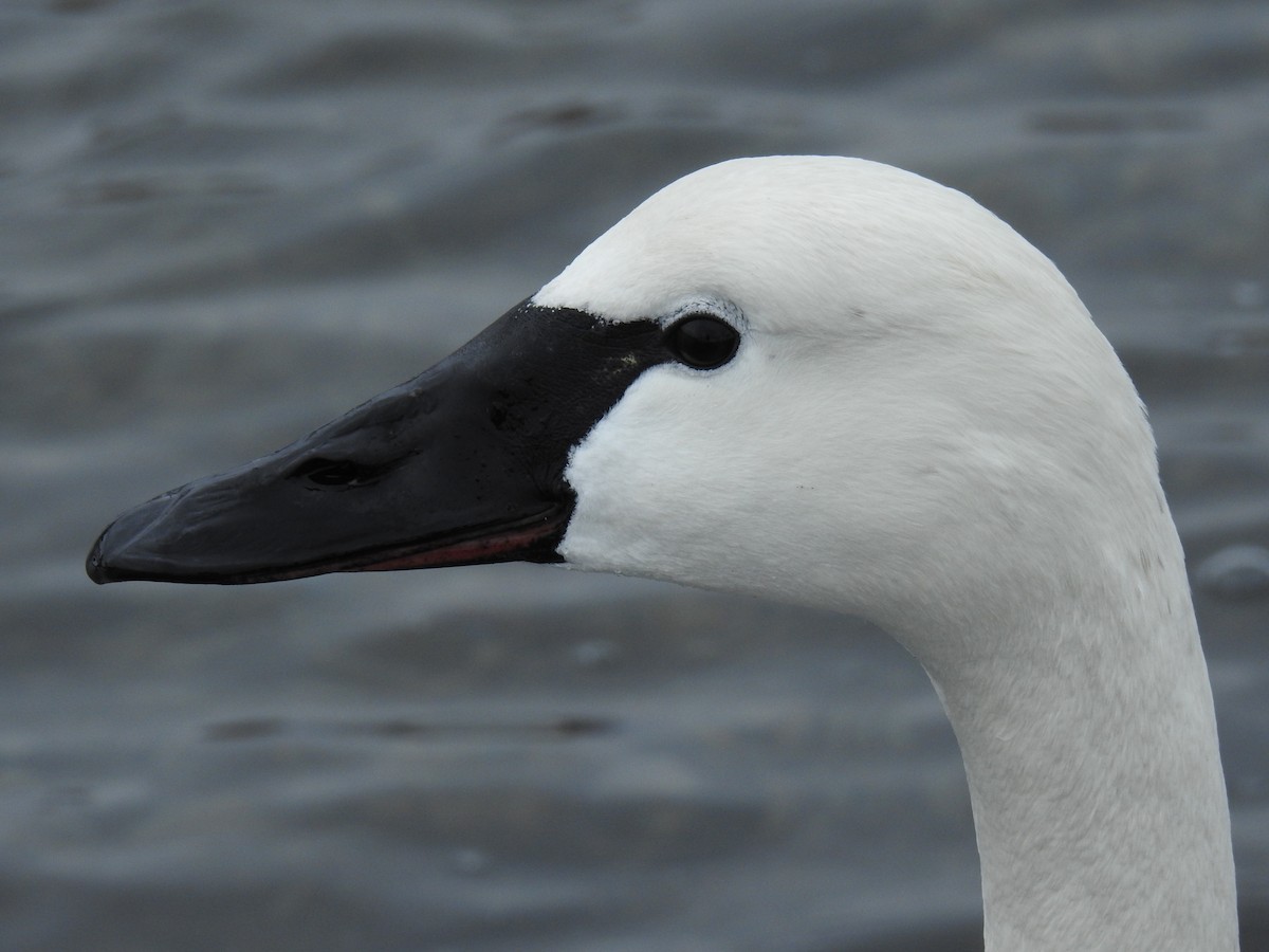 Tundra Swan - Jody  Wells
