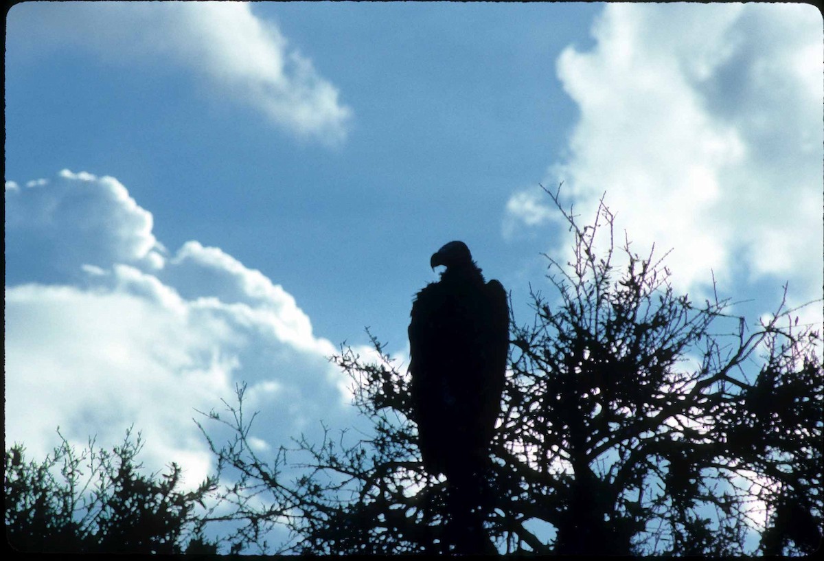 Lappet-faced Vulture - ML477069831