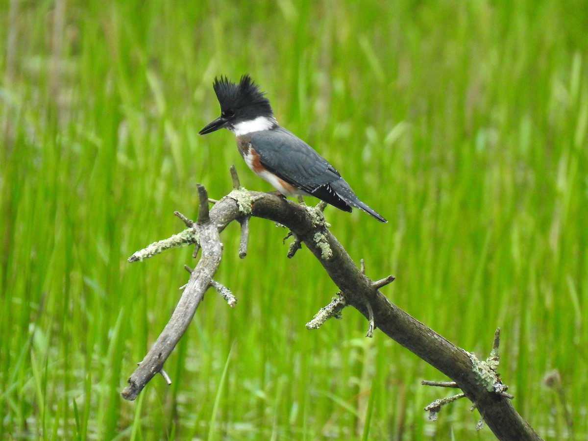 Belted Kingfisher - Mary McKitrick