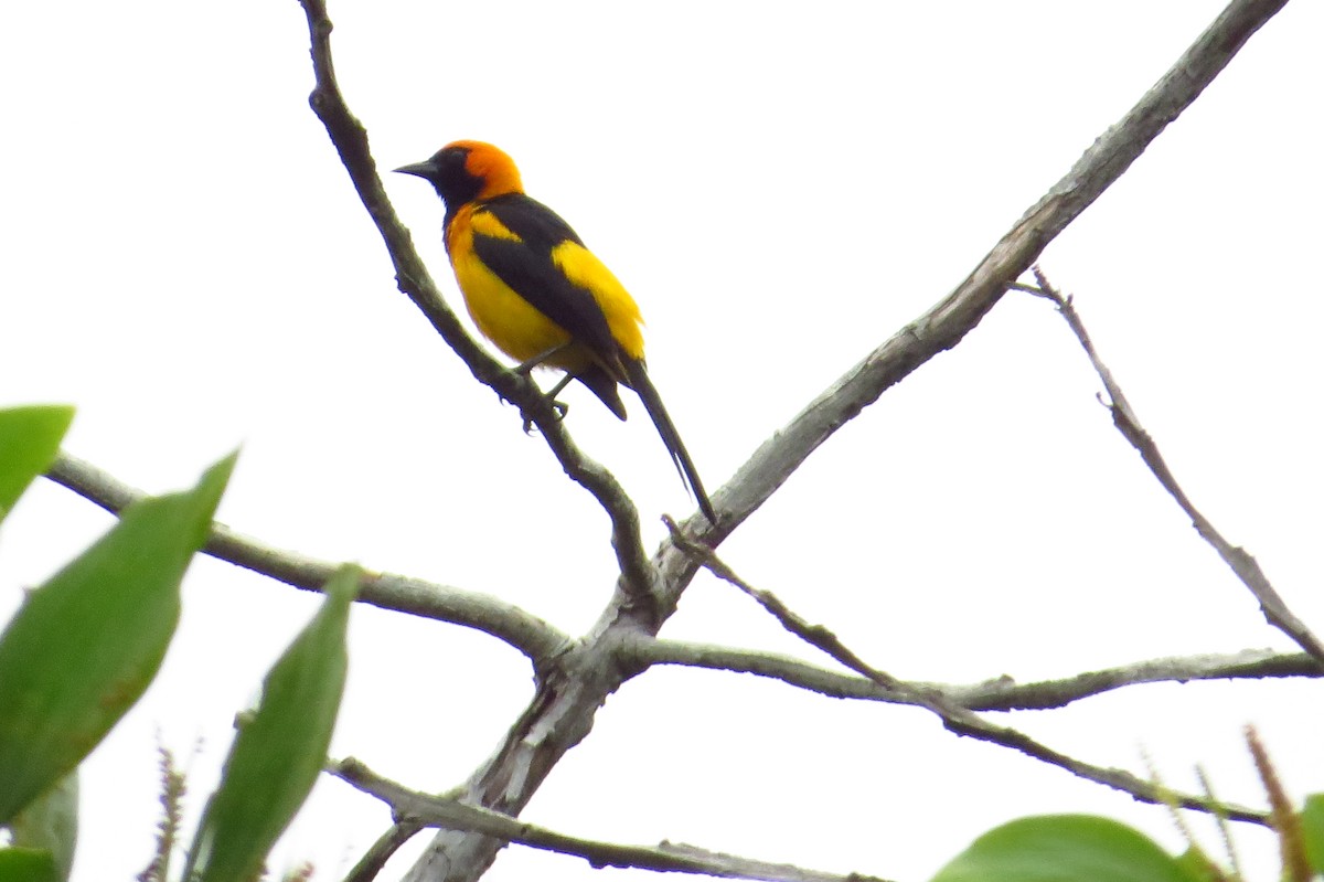 Orange-crowned Oriole - ML47707091