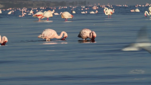 dvergflamingo - ML477071