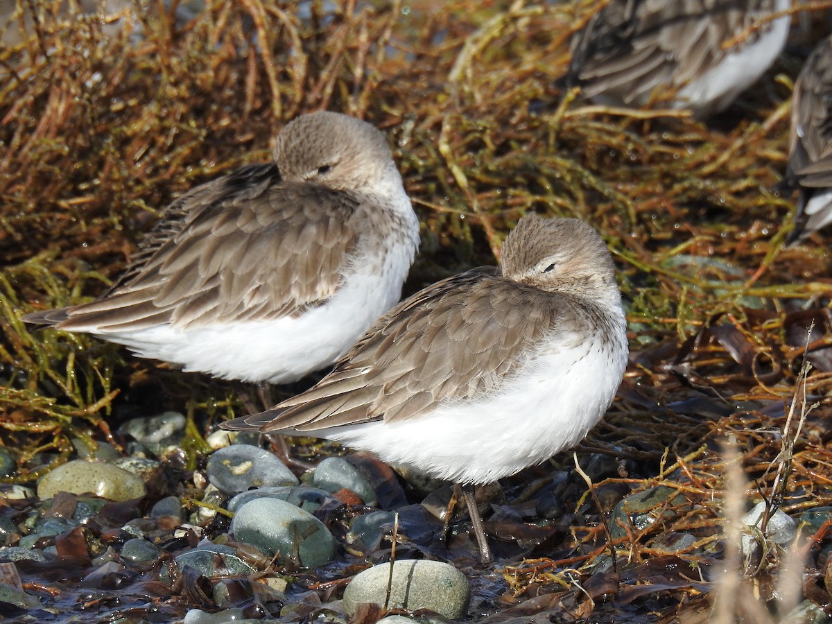 Dunlin - ML47707231