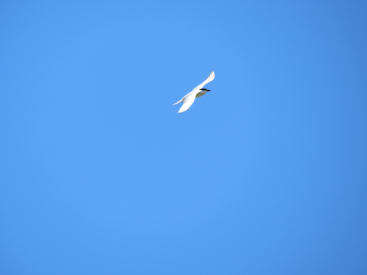 Gull-billed Tern - ML477072771