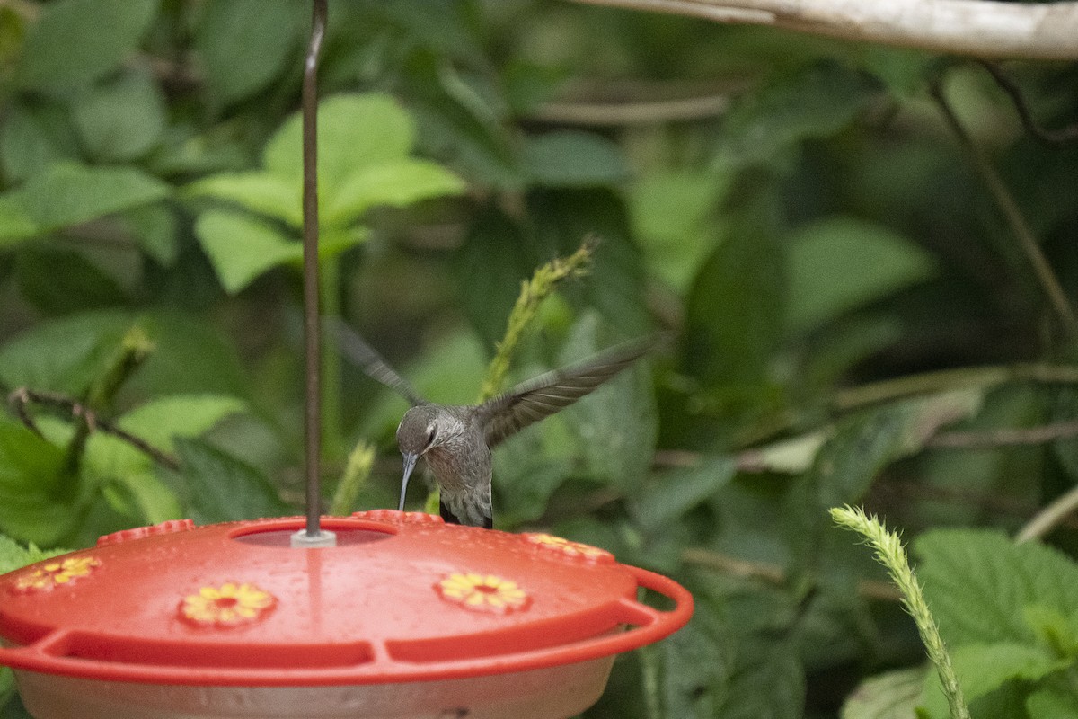 kolibřík běloknírkový - ML477072991