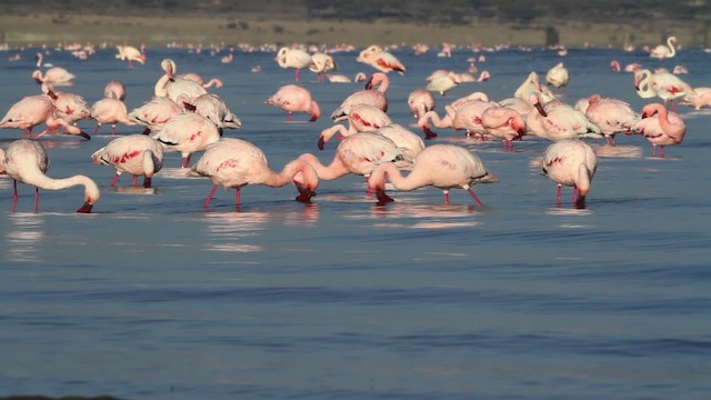 Lesser Flamingo - ML477073