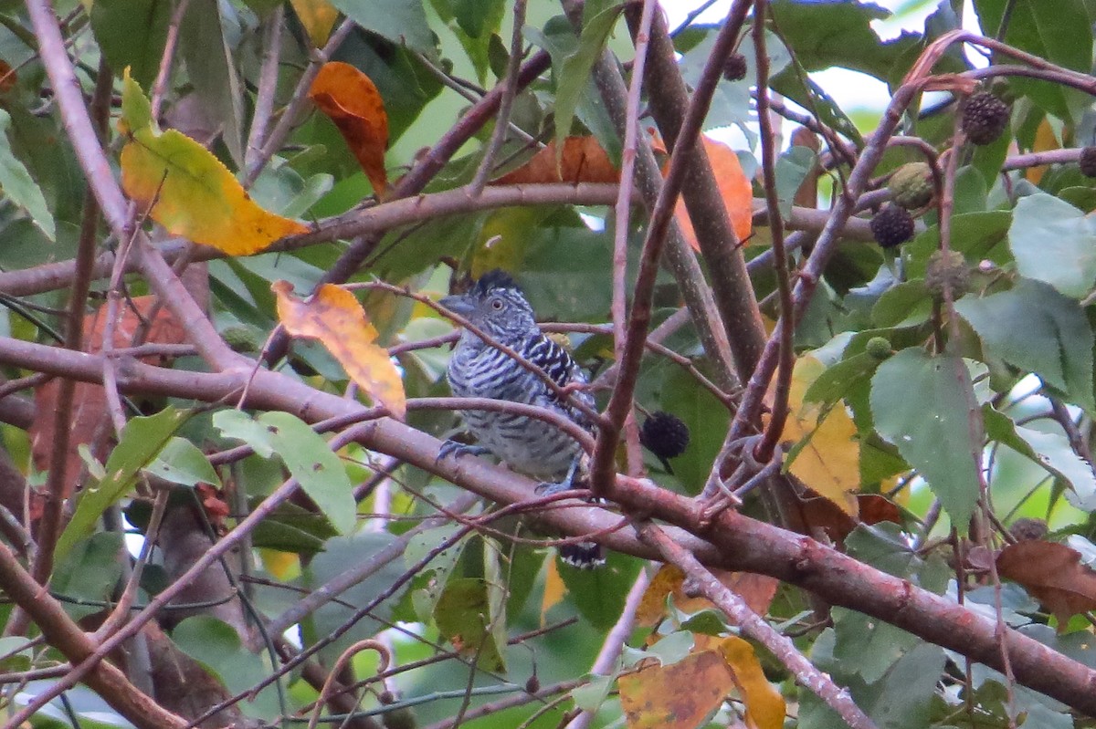 Barred Antshrike - ML47707301