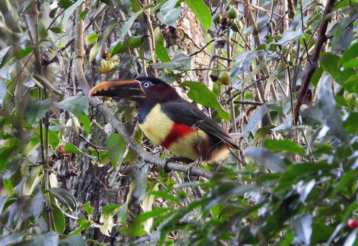 Chestnut-eared Aracari - ML477073631