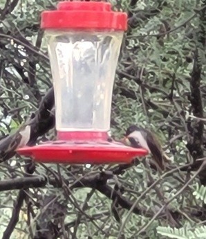 Violet-crowned Hummingbird - ML477073641