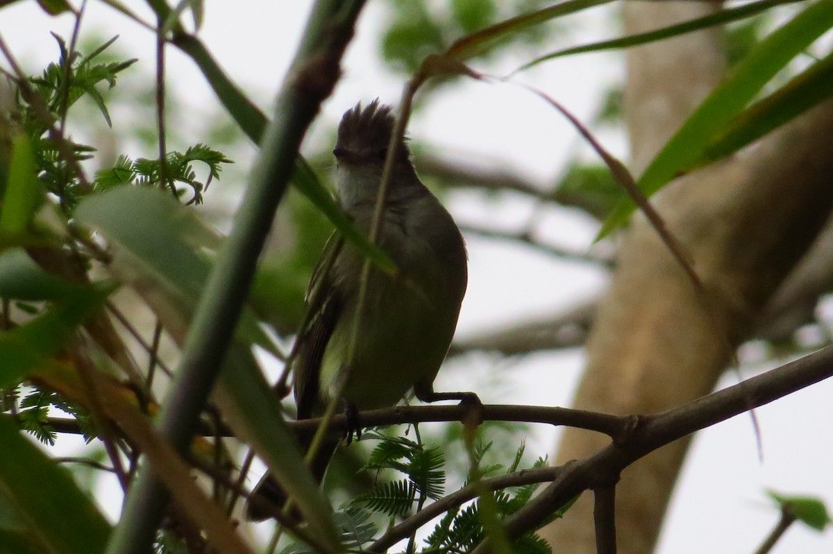 Southern Beardless-Tyrannulet - ML47707371