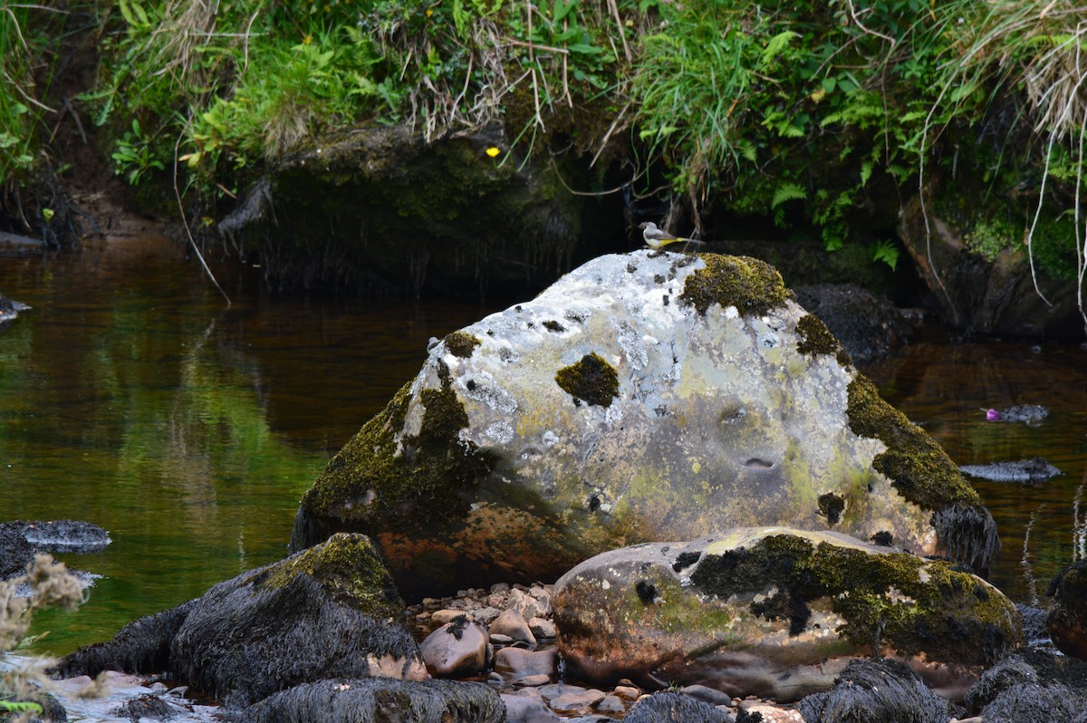 Gray Wagtail - ML477073981