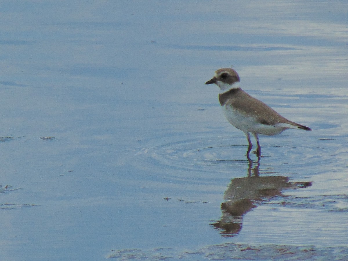 Semipalmated Plover - ML477074921