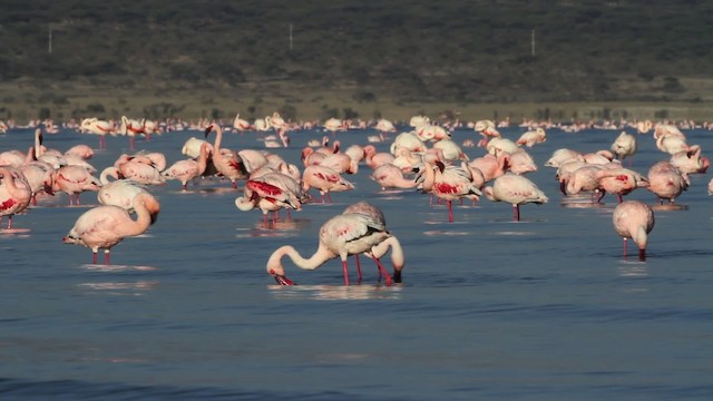 Lesser Flamingo - ML477075