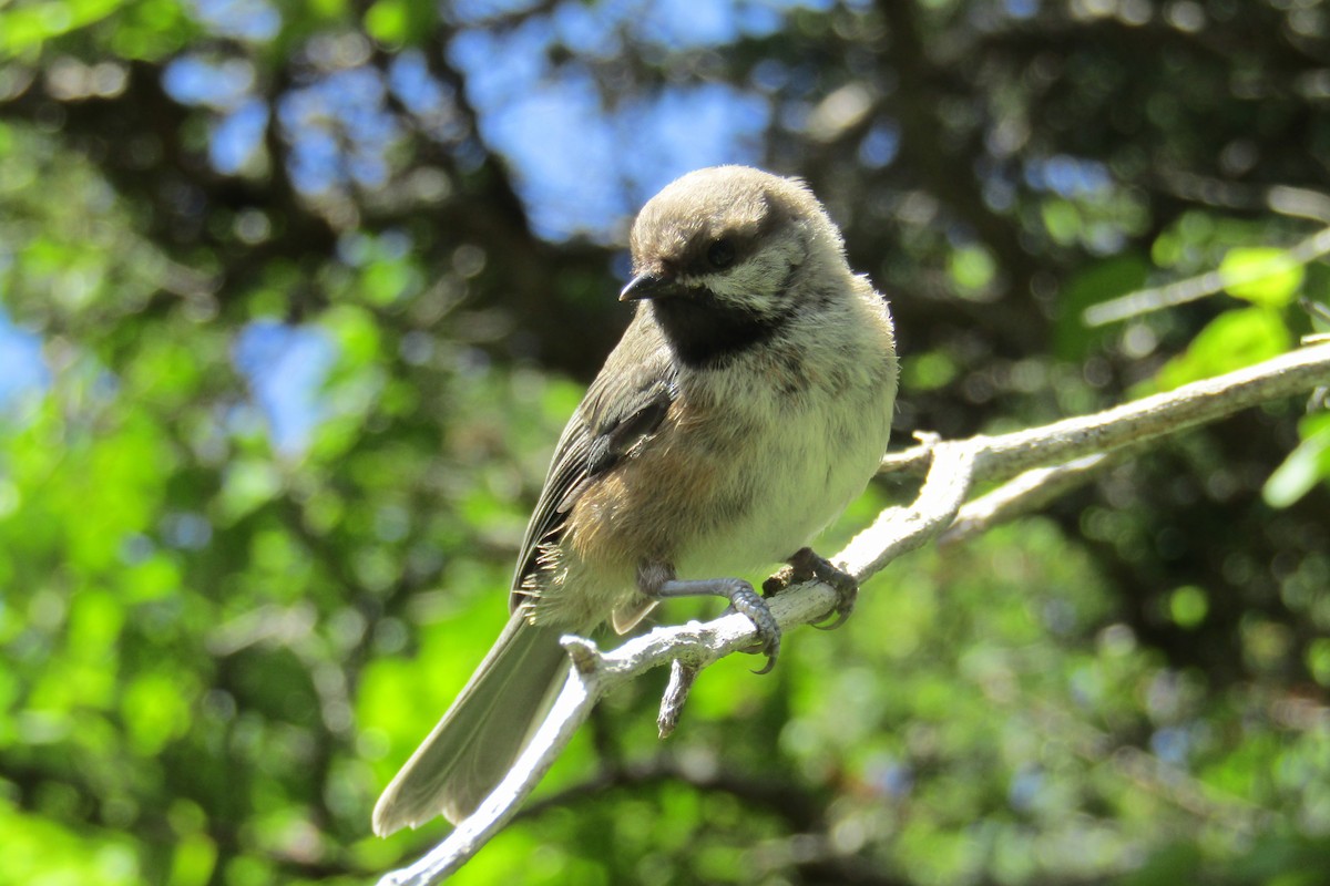 Boreal Chickadee - ML477077181