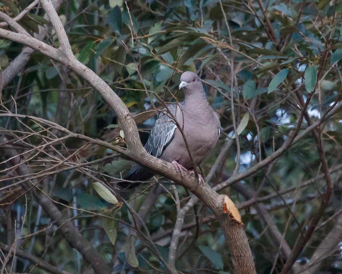 Picazuro Pigeon - ML477077211