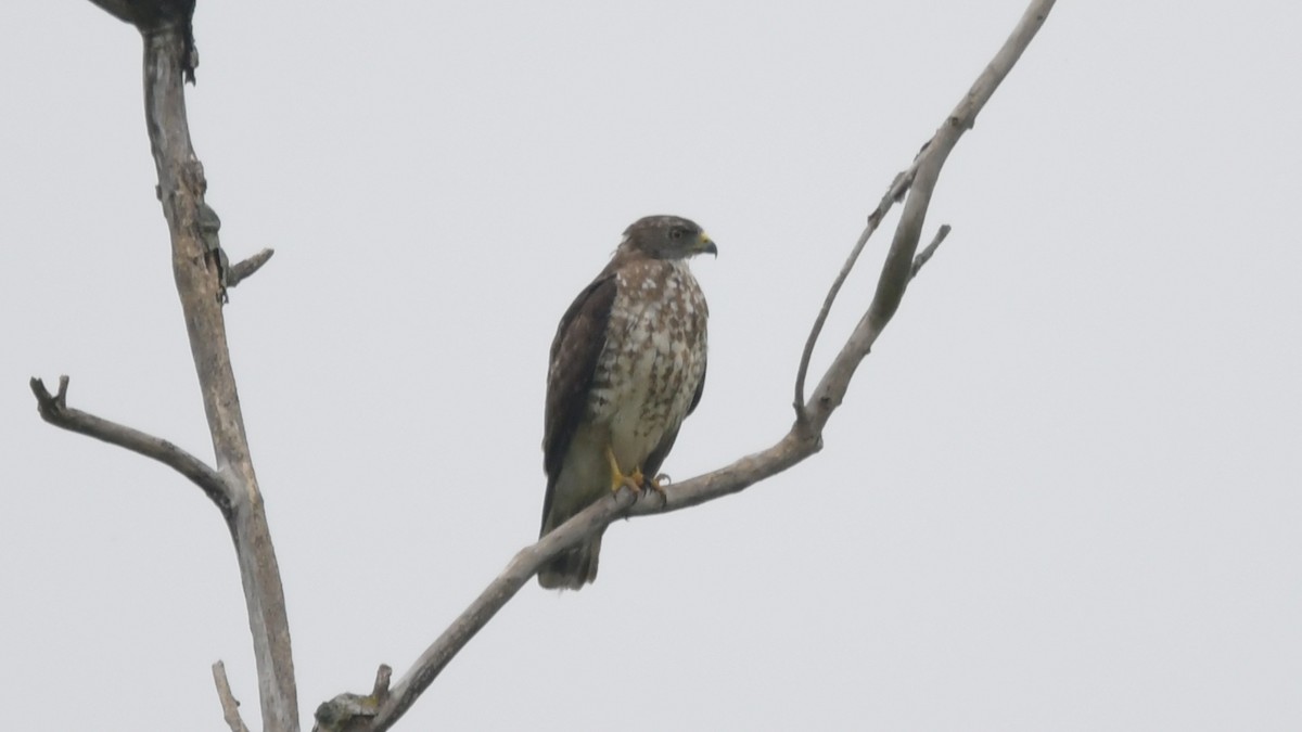 Broad-winged Hawk - ML477077231