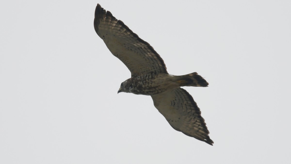 Broad-winged Hawk - ML477077241