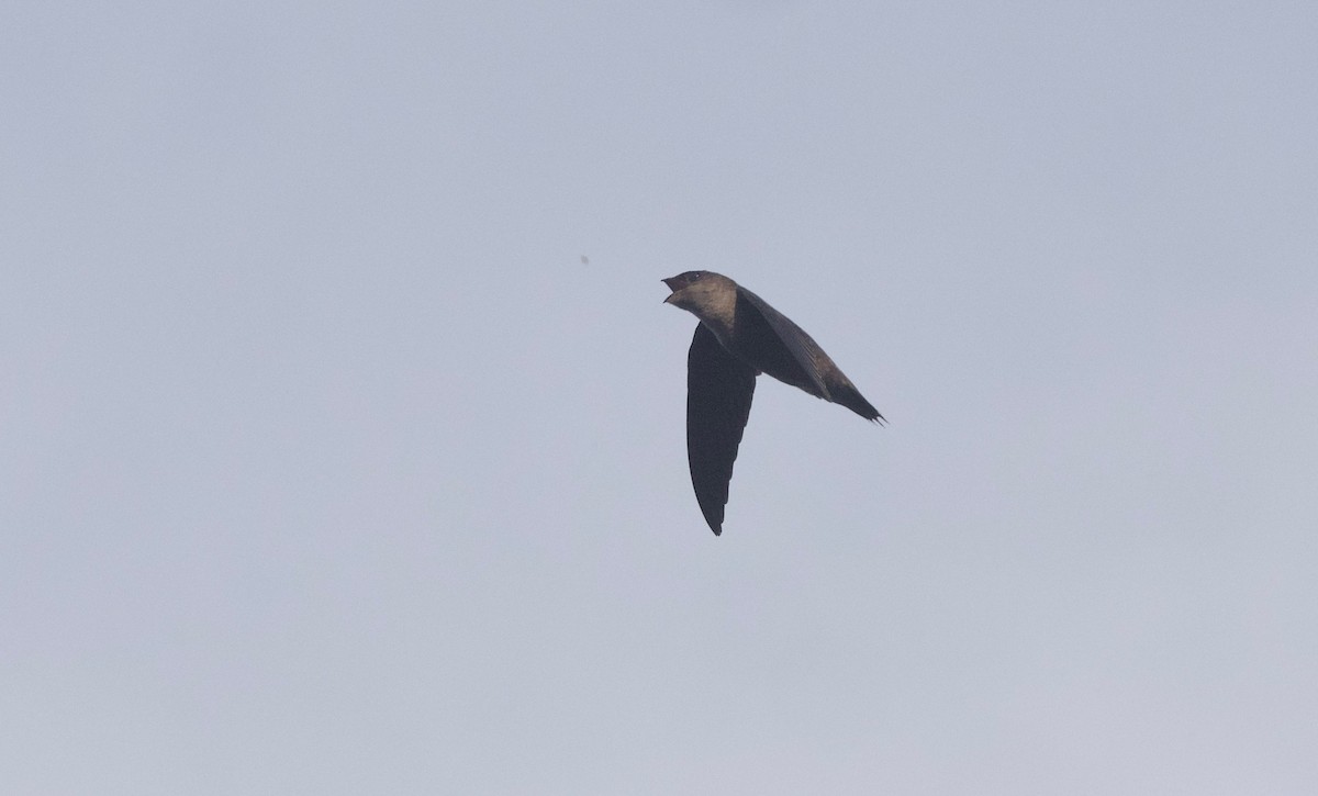 Chimney Swift - ML477077271