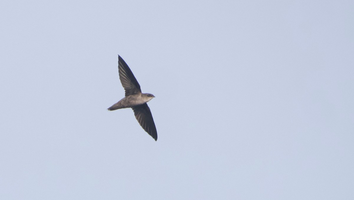 Chimney Swift - ML477077311