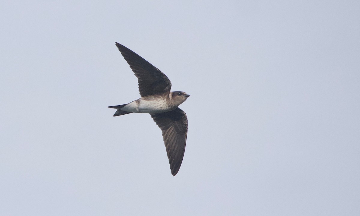 Golondrina Purpúrea - ML477077581