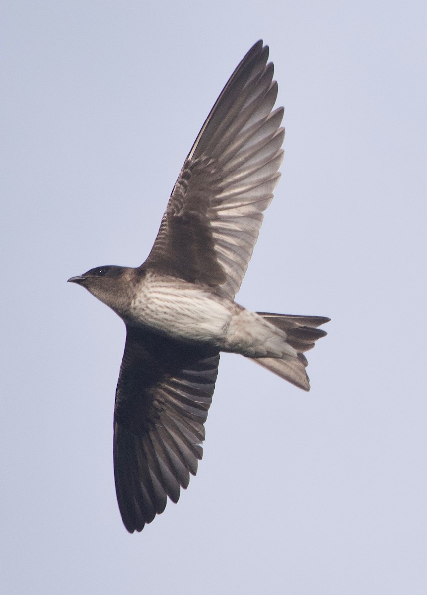 Golondrina Purpúrea - ML477077601